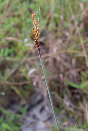 Melinis repens