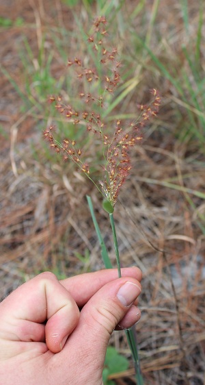 Melinis repens