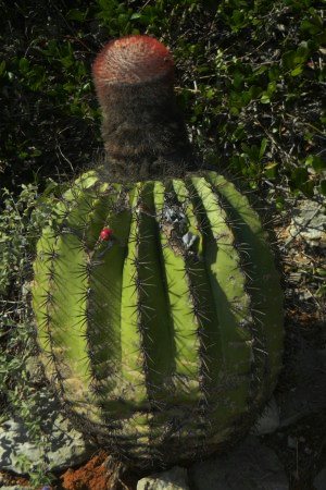 Melocactus intortus