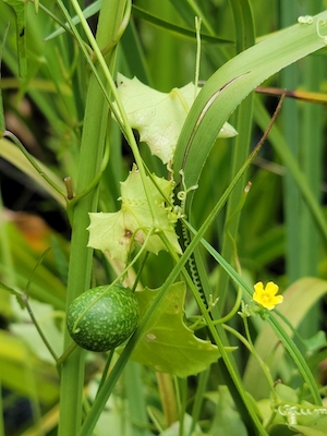 Melothria pendula