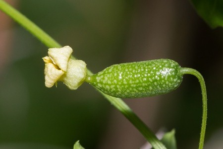 Melothria pendula