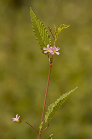 Melochia pyramidata