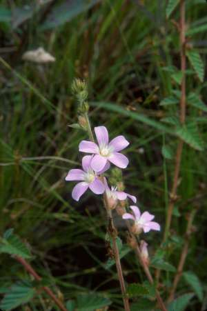 Melochia spicata