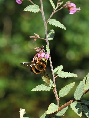 Melochia tomentosa