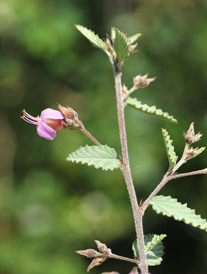 Melochia tomentosa