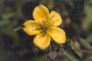 Mentzelia floridana