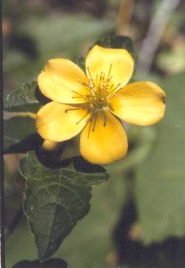 Mentzelia floridana