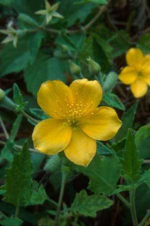 Mentzelia floridana