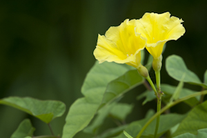 Merremia umbellata