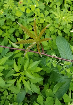 Merremia tuberosa