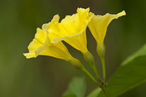 Merremia umbellata