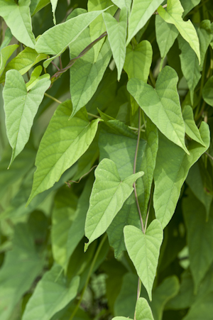 Merremia umbellata