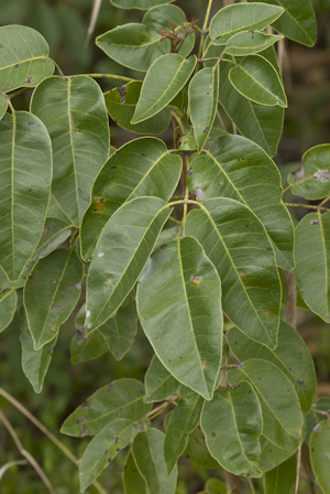 Metopium toxiferum