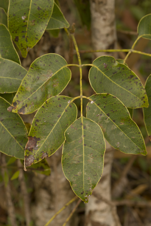 Metopium toxiferum