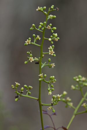 Metopium toxiferum