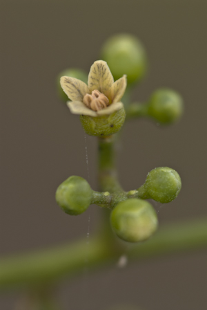 Metopium toxiferum