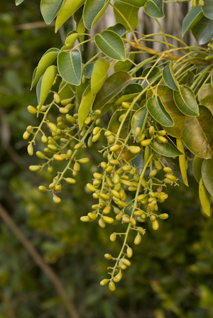 Metopium toxiferum