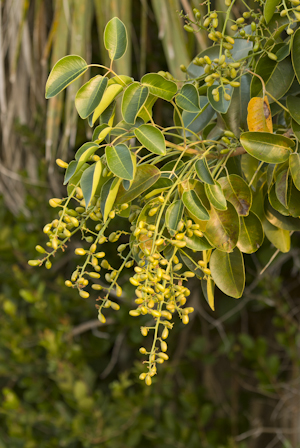 Metopium toxiferum