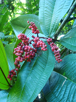 Miconia impetiolaris