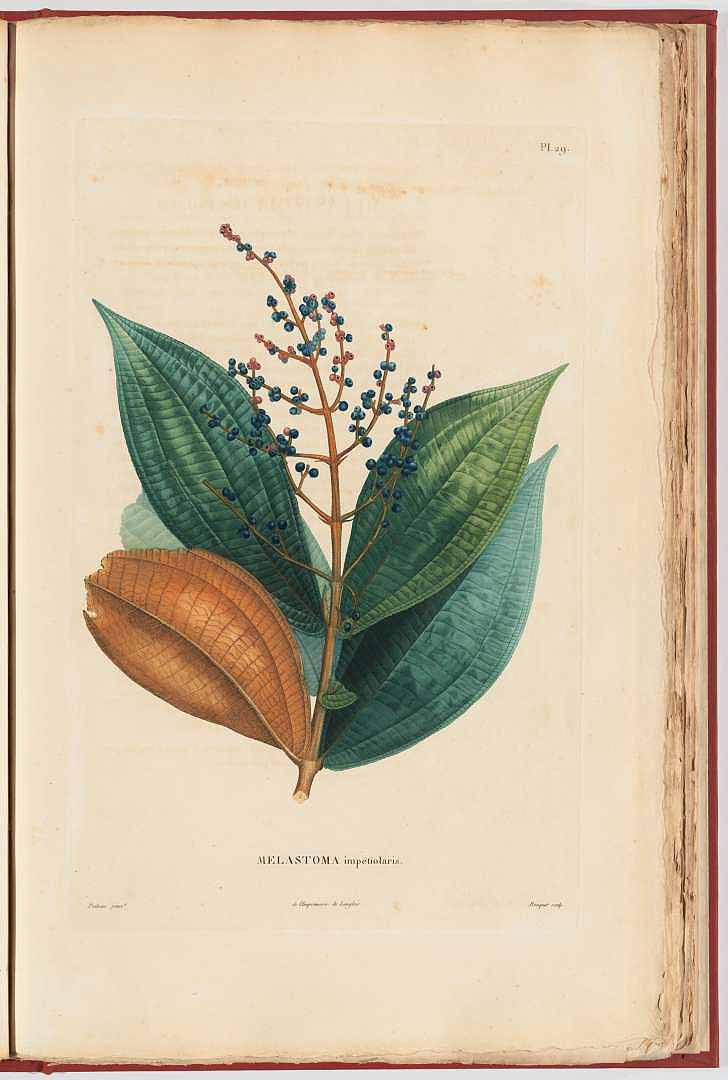 Miconia impetiolaris