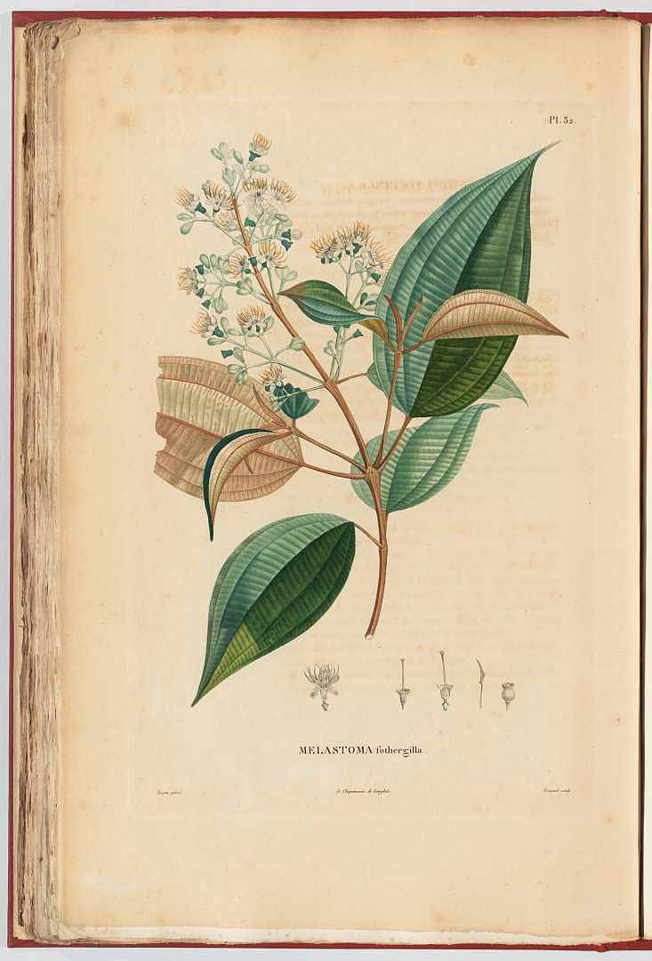 Miconia mirabilis