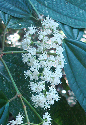 Miconia prasina