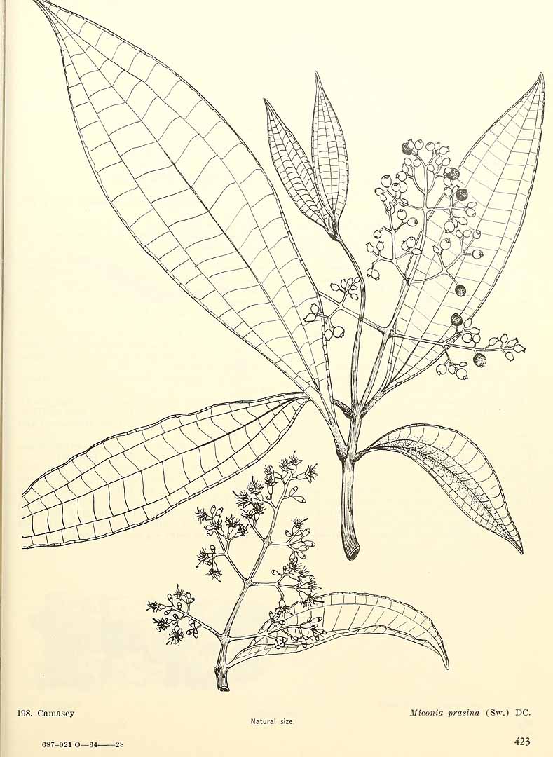 Miconia prasina