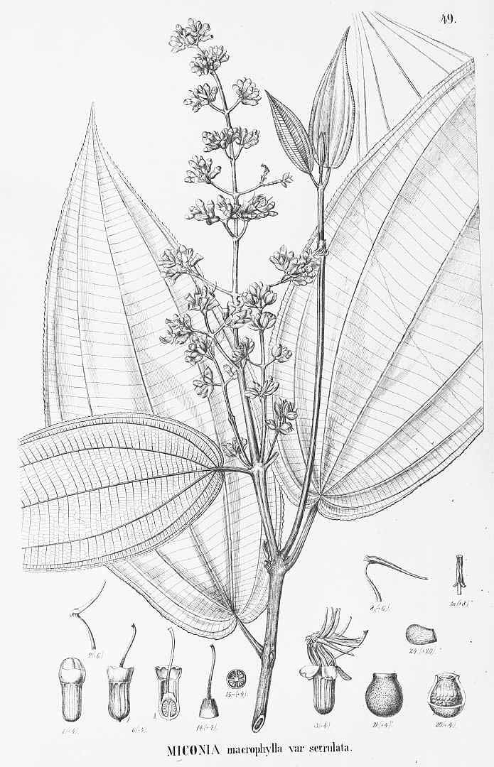 Miconia serrulata