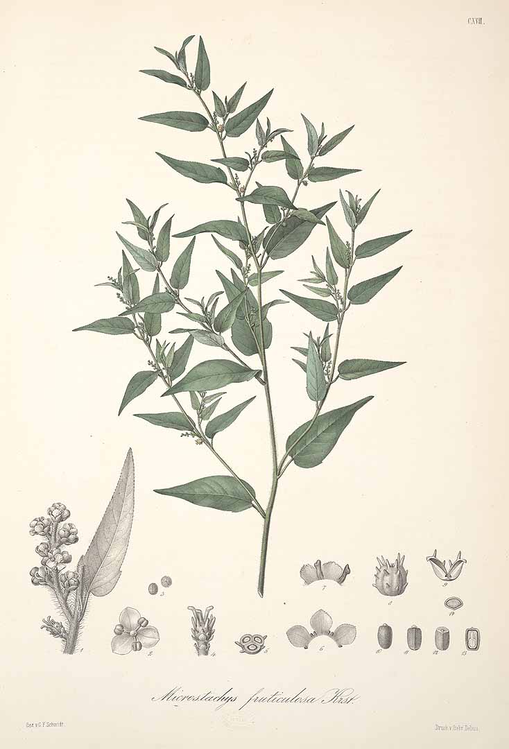 Microstachys corniculata