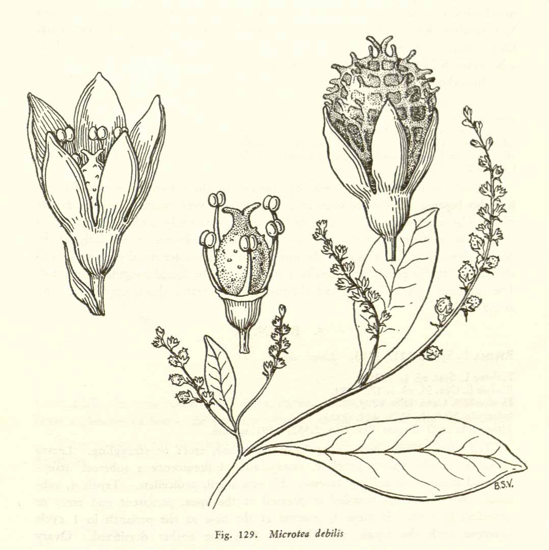 Microtea debilis