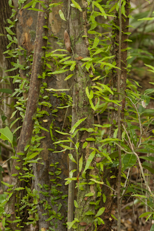 Microgramma heterophylla