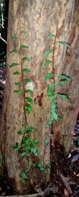 Microgramma heterophylla