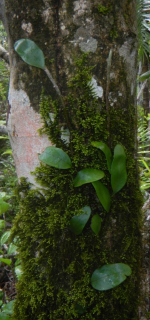 Microgramma lycopodioides