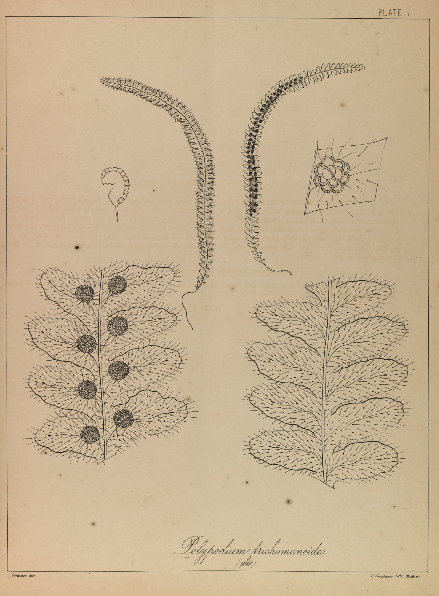 Micropolypodium trichomanoides