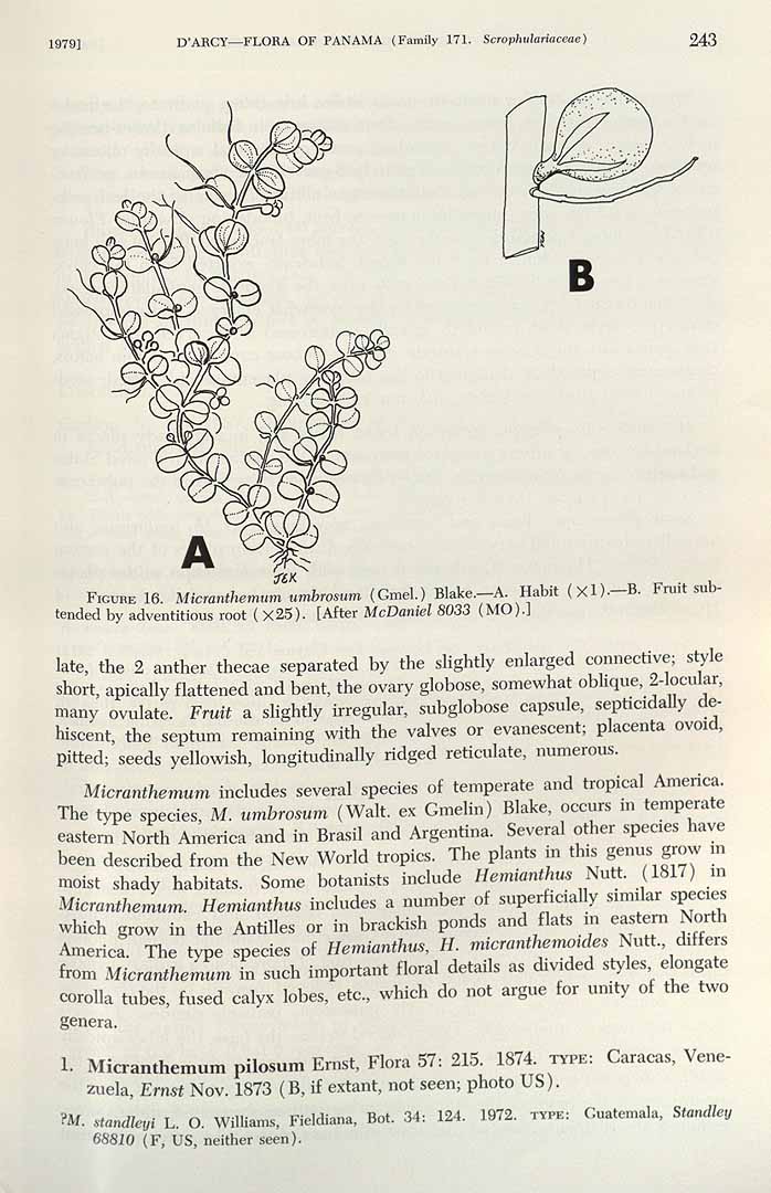 Micranthemum umbrosum