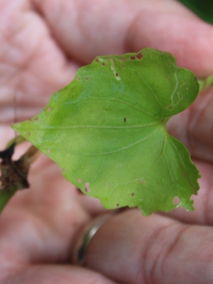 Mikania micrantha