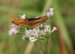 Mikania scandens