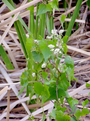 Mikania scandens