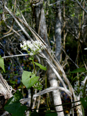 Mikania scandens