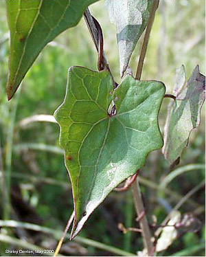 Mikania scandens