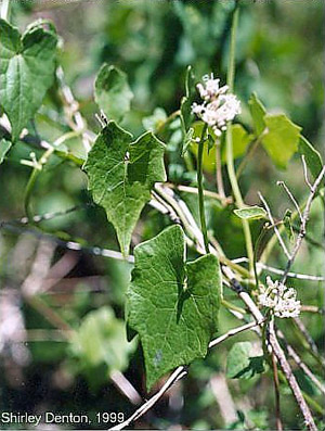 Mikania scandens