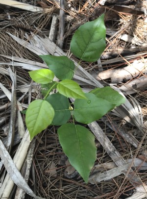 Millettia pinnata