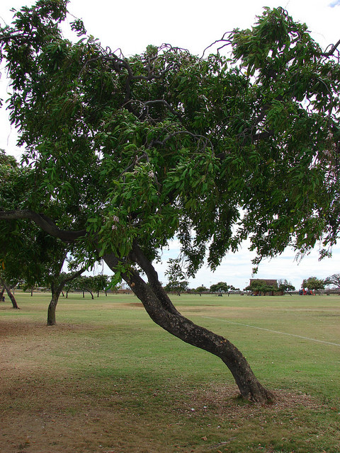 Millettia pinnata