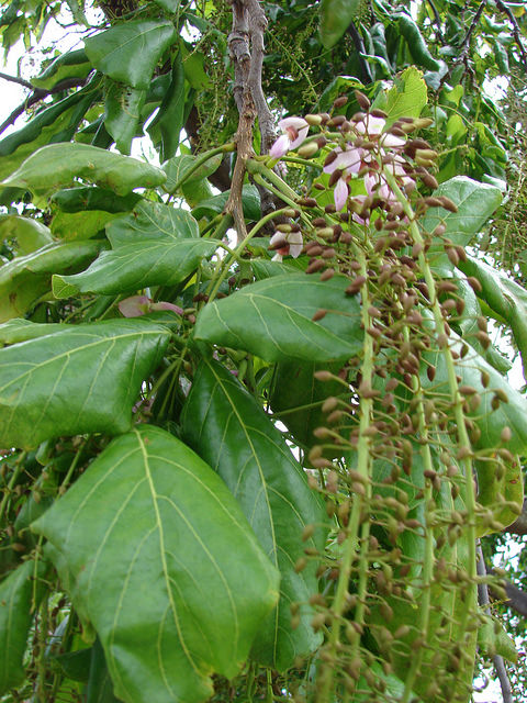 Millettia pinnata