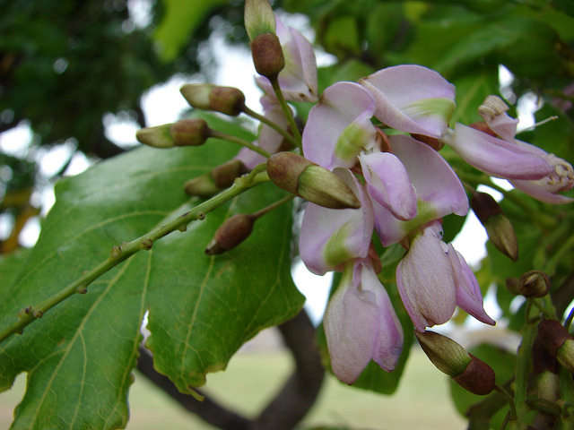 Millettia pinnata