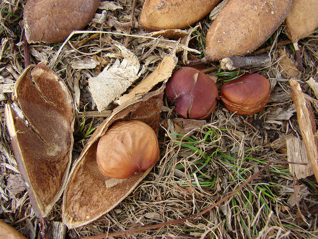 Millettia pinnata