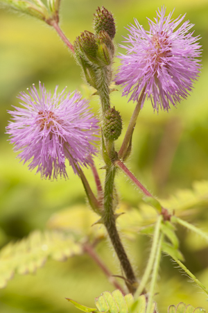 Mimosa pudica