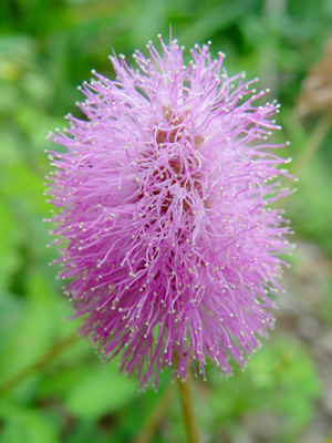 Mimosa strigillosa