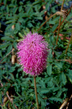 Mimosa strigillosa