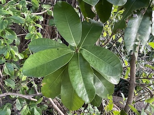 Mimusops coriacea